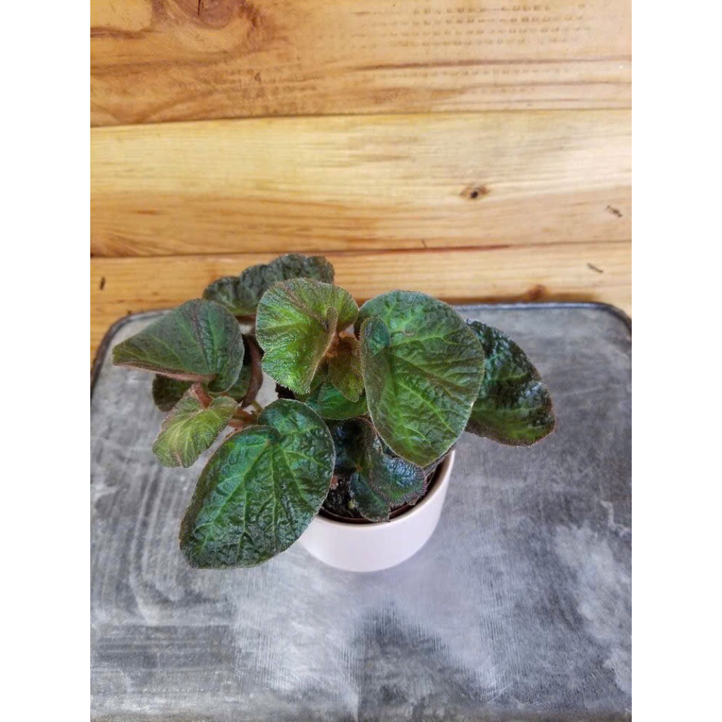 Begonia Manaus – một vẻ đẹp như bước ra từ khu rừng nhiệt đới,cây để bàn rất đẹp kèm sẵn chậu đất nung