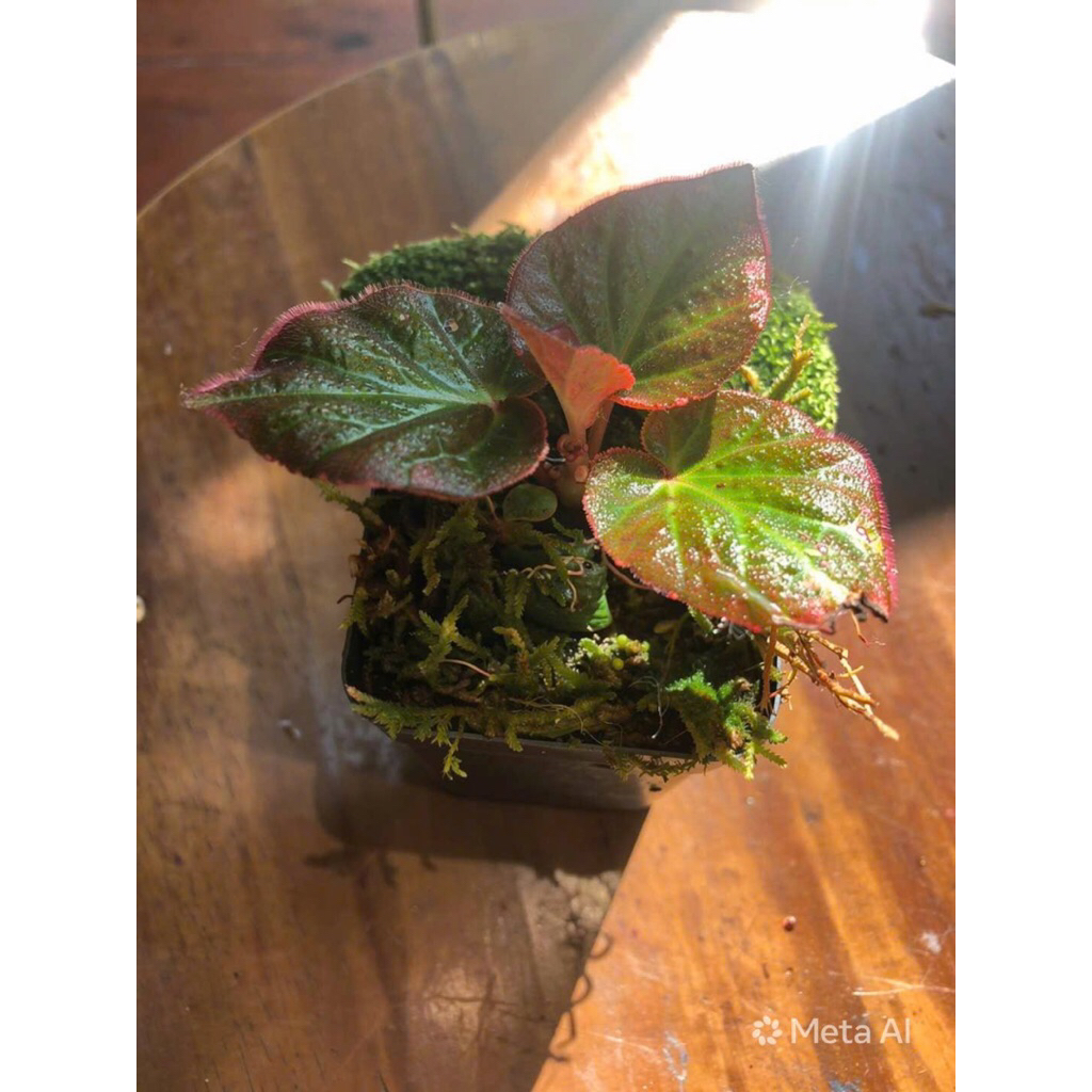Begonia Manaus – một vẻ đẹp như bước ra từ khu rừng nhiệt đới,cây để bàn rất đẹp kèm sẵn chậu đất nung