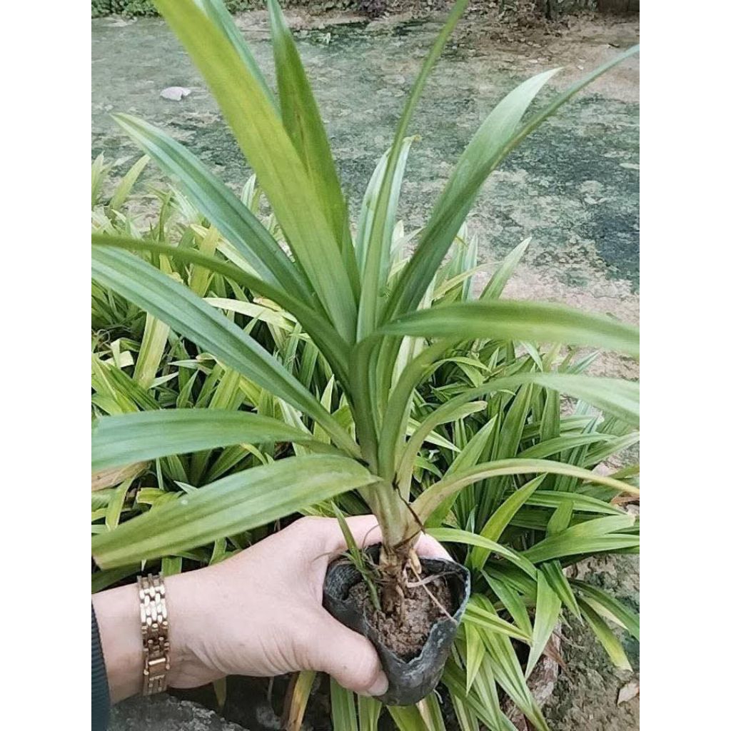 5 Bầu Giống Lá Dứa Nếp Đồ Xôi Thơm Nức Ăn Rất Ngon, Lâu Năm Siêu Dễ Trồng