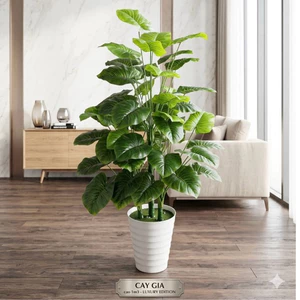 cây trầu bà viền xanh mẫu mới 1m2/1m3/1m5 - cây giả trang trí