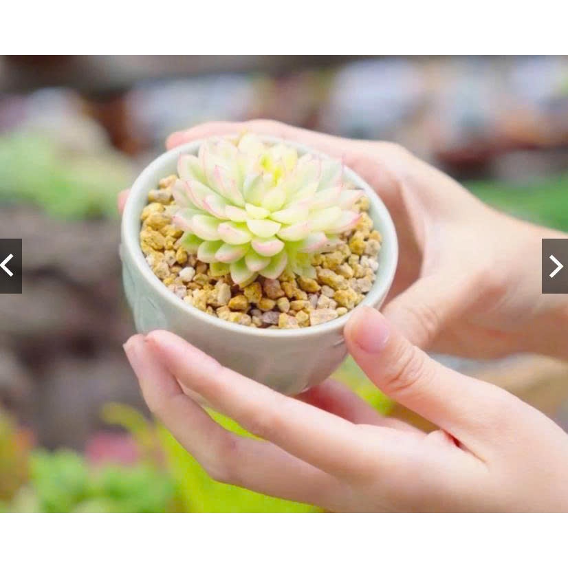 Đá Masato Phủ Mặt Chậu Sen Đá  – Trang Trí Xương Rồng, Giữ Chậu Sạch, Thẩm Mỹ Nhật