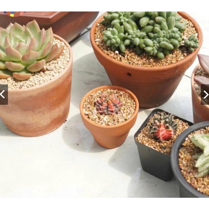 Đá Masato Phủ Mặt Chậu Sen Đá  – Trang Trí Xương Rồng, Giữ Chậu Sạch, Thẩm Mỹ Nhật