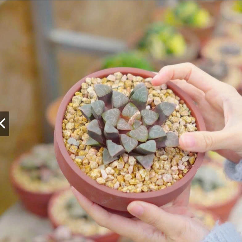 Đá Masato Phủ Mặt Chậu Sen Đá  – Trang Trí Xương Rồng, Giữ Chậu Sạch, Thẩm Mỹ Nhật