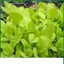 Hạt Giống Cải Mơ Hà Nội gói 20gr, Rau Ăn Lá Trang Nông Nổi Tiếng, Hạt Nảy Mầm Nhanh, Mạnh
