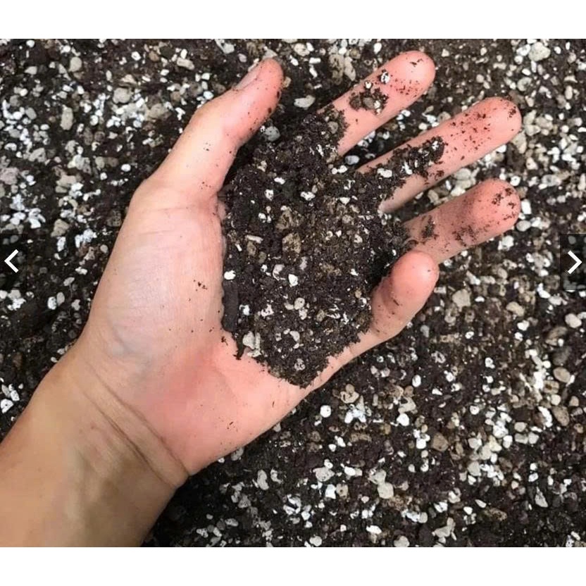 Đá Perlite Trồng Cây – Giá Thể Tăng Độ Thoáng Khí, Chống Úng Rễ, Cải Tạo Đất Trồng Sen Đá Xương Rồng