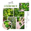 LÁ TÁO GIẢ - LÁ TÁO DÀI TRANG TRÍ GIỎ HOA/ GIỎ QUÀ