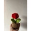 Quà tặng chậu hoa len mini (1 bông) handmade sản phẩm thủ công chậu hoa handmade #handmade