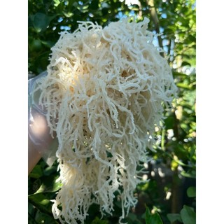 Rong Sụn tươi 500g