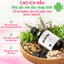 Siro điều kinh, giảm đau bụng kinh Bình Đông Cao ích mẫu (Chai 280ml)