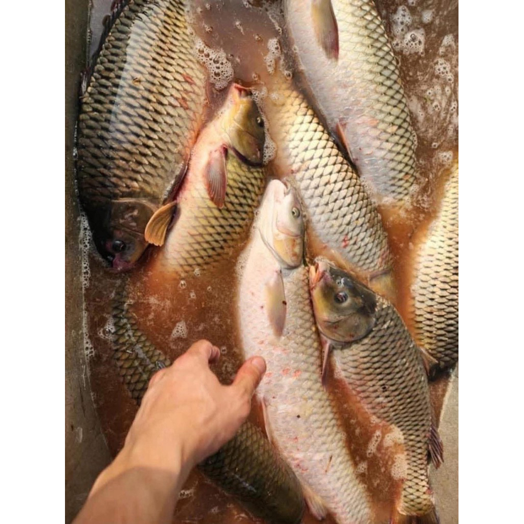 COMBO 2 CHAI HƯƠNG LIỆU TỔNG HỢP TRẮM CỎ MÙA HÈ 2026