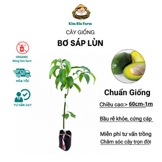Cây Giống Bơ Sáp Lùn Thanh Sơn Kim Bio Farm | Dễ Trồng, Nhanh Ra Trái, Giống Chuẩn