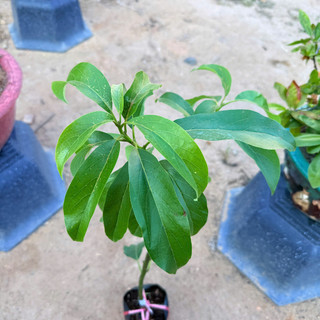 Cây Giống Bơ Sáp Lùn Thanh Sơn Kim Bio Farm | Dễ Trồng, Nhanh Ra Trái, Giống Chuẩn