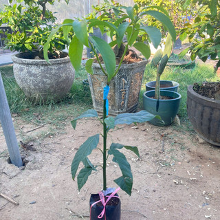 Cây Giống Bơ Sáp Lùn Thanh Sơn Kim Bio Farm | Dễ Trồng, Nhanh Ra Trái, Giống Chuẩn