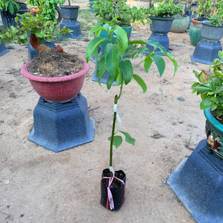 Cây Giống Bơ Sáp Lùn Thanh Sơn Kim Bio Farm | Dễ Trồng, Nhanh Ra Trái, Giống Chuẩn