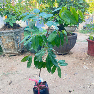Cây Giống Nhãn Long Phụng Châu Kim Bio Farm | Dễ Trồng, Nhanh Cho Trái, Chuẩn Giống