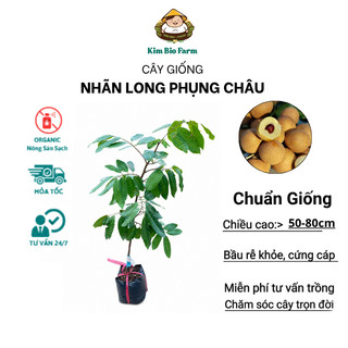 Cây Giống Nhãn Long Phụng Châu Kim Bio Farm | Dễ Trồng, Nhanh Cho Trái, Chuẩn Giống