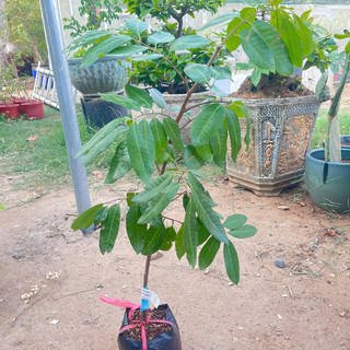 Cây Giống Nhãn Long Phụng Châu Kim Bio Farm | Dễ Trồng, Nhanh Cho Trái, Chuẩn Giống