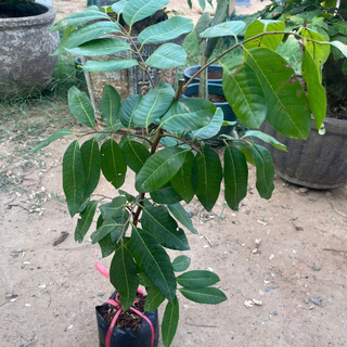 Cây Giống Nhãn Long Phụng Châu Kim Bio Farm | Dễ Trồng, Nhanh Cho Trái, Chuẩn Giống
