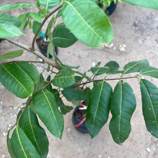 Cây Giống Nhãn Long Phụng Châu Kim Bio Farm | Dễ Trồng, Nhanh Cho Trái, Chuẩn Giống