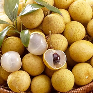 Cây Giống Nhãn Long Phụng Châu Kim Bio Farm | Dễ Trồng, Nhanh Cho Trái, Chuẩn Giống
