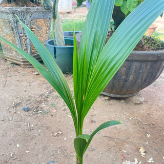 Cây Giống Dừa Dứa Kim Bio Farm | Chuẩn Giống, Dễ Trồng, Nhanh Cho Trái
