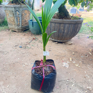 Cây Giống Dừa Dứa Kim Bio Farm | Chuẩn Giống, Dễ Trồng, Nhanh Cho Trái