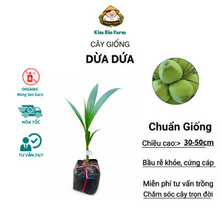 Cây Giống Dừa Dứa Kim Bio Farm | Chuẩn Giống, Dễ Trồng, Nhanh Cho Trái