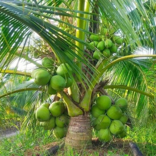 Cây Giống Dừa Dứa Kim Bio Farm | Chuẩn Giống, Dễ Trồng, Nhanh Cho Trái