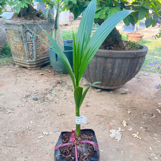 Cây Giống Dừa Dứa Kim Bio Farm | Chuẩn Giống, Dễ Trồng, Nhanh Cho Trái
