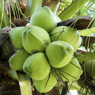 Cây Giống Dừa Dứa Kim Bio Farm | Chuẩn Giống, Dễ Trồng, Nhanh Cho Trái