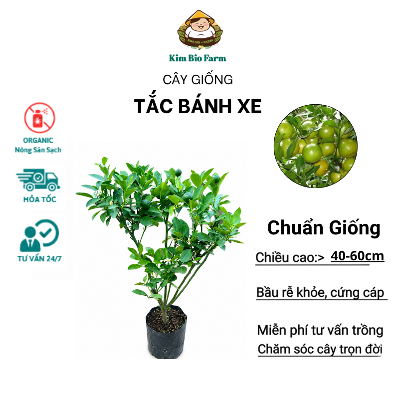 Cây Giống Tắc Bánh Xe – Chuẩn Giống, Sai Trái Quanh Năm, Vị Chua Thanh, Dễ Trồng, Trang Trí Đẹp