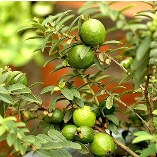 Cây Giống Ổi Sẻ Kim Bio Farm | Chuẩn Giống, Dễ Trồng, Nhanh Cho Trái