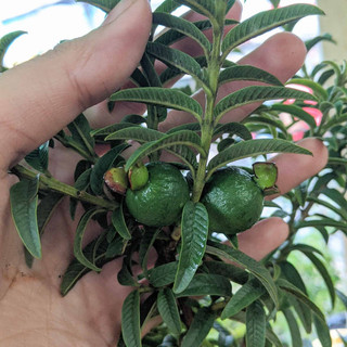 Cây Giống Ổi Sẻ Kim Bio Farm | Chuẩn Giống, Dễ Trồng, Nhanh Cho Trái
