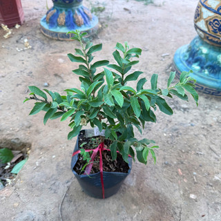 Cây Giống Ổi Sẻ Kim Bio Farm | Chuẩn Giống, Dễ Trồng, Nhanh Cho Trái