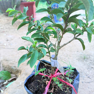 Cây Giống Ổi Sẻ Kim Bio Farm | Chuẩn Giống, Dễ Trồng, Nhanh Cho Trái