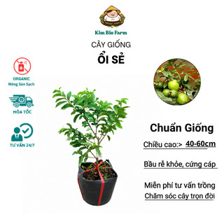 Cây Giống Ổi Sẻ Kim Bio Farm | Chuẩn Giống, Dễ Trồng, Nhanh Cho Trái