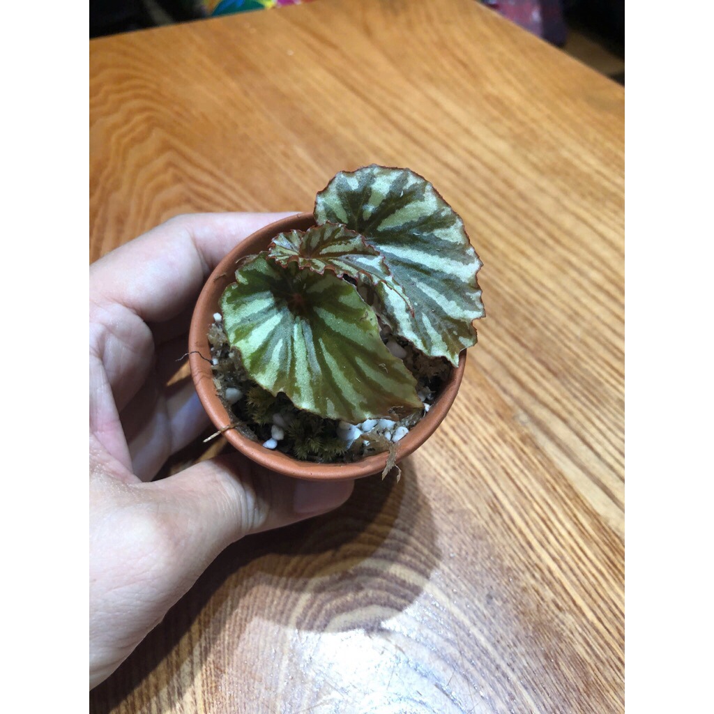 10 mẫu cây mini để bàn chơi terarium tiểu cảnh,bán cạn sẵn chậu đất nung