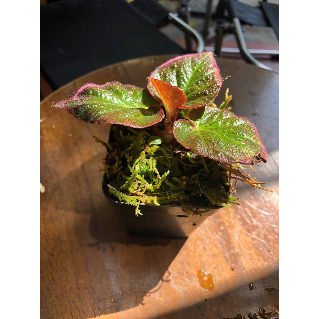 10 mẫu cây mini để bàn chơi terarium tiểu cảnh,bán cạn sẵn chậu đất nung