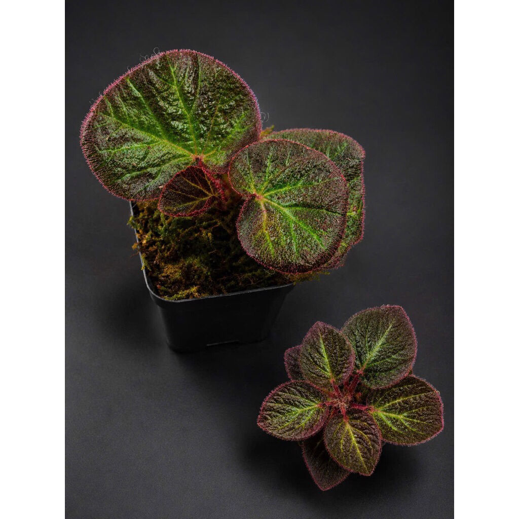 10 mẫu cây mini để bàn chơi terarium tiểu cảnh,bán cạn sẵn chậu đất nung