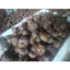 CỦ NĂNG TƯƠI CÒN VỎ- CÓ BAO HÀNG CHO SỈ RUỘT ( MỤC TIÊU ĐẢM BẢO KINH DOANH)