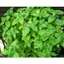 Bột lá cẩm 50g