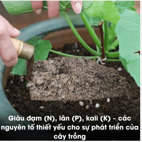 Phân bò nguyên chất đã xử lý ủ hoai mục gói nhỏ 3dm3 trộn đất trồng rau sạch, trồng hoa cảnh, hoa hồng hoa lan