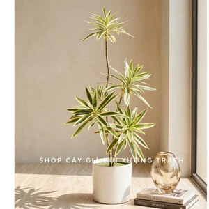 cây thuỷ trúc (cây phát lộc) 5 nhánh - 90cm -cây giả trang tri