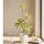 cây thuỷ trúc (cây phát lộc) 5 nhánh - 90cm -cây giả trang tri