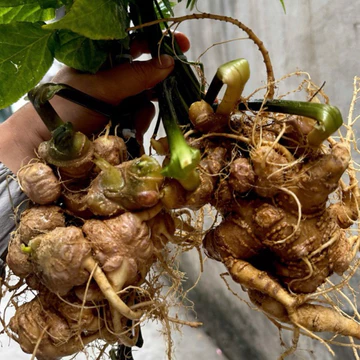 1kg Sâm Lai Châu, Sâm Ngọc Linh Lai Châu Chuẩn Rừng Già Đanh 7 năm tuổi