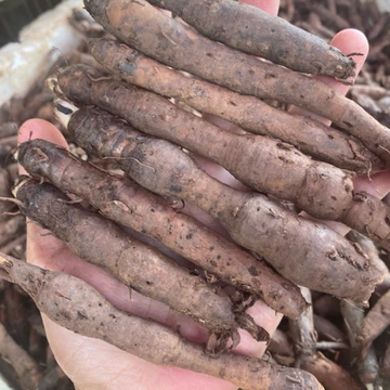 1kg Sâm Tiên Mao Tươi ( sâm cau đen) Đỉnh Cao Của Phái Mạnh