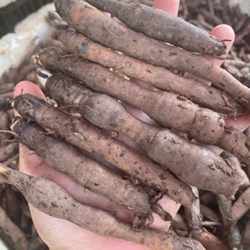 1kg Sâm Tiên Mao Tươi (Sâm Cau Đen) Đỉnh Cao Phái Mạnh