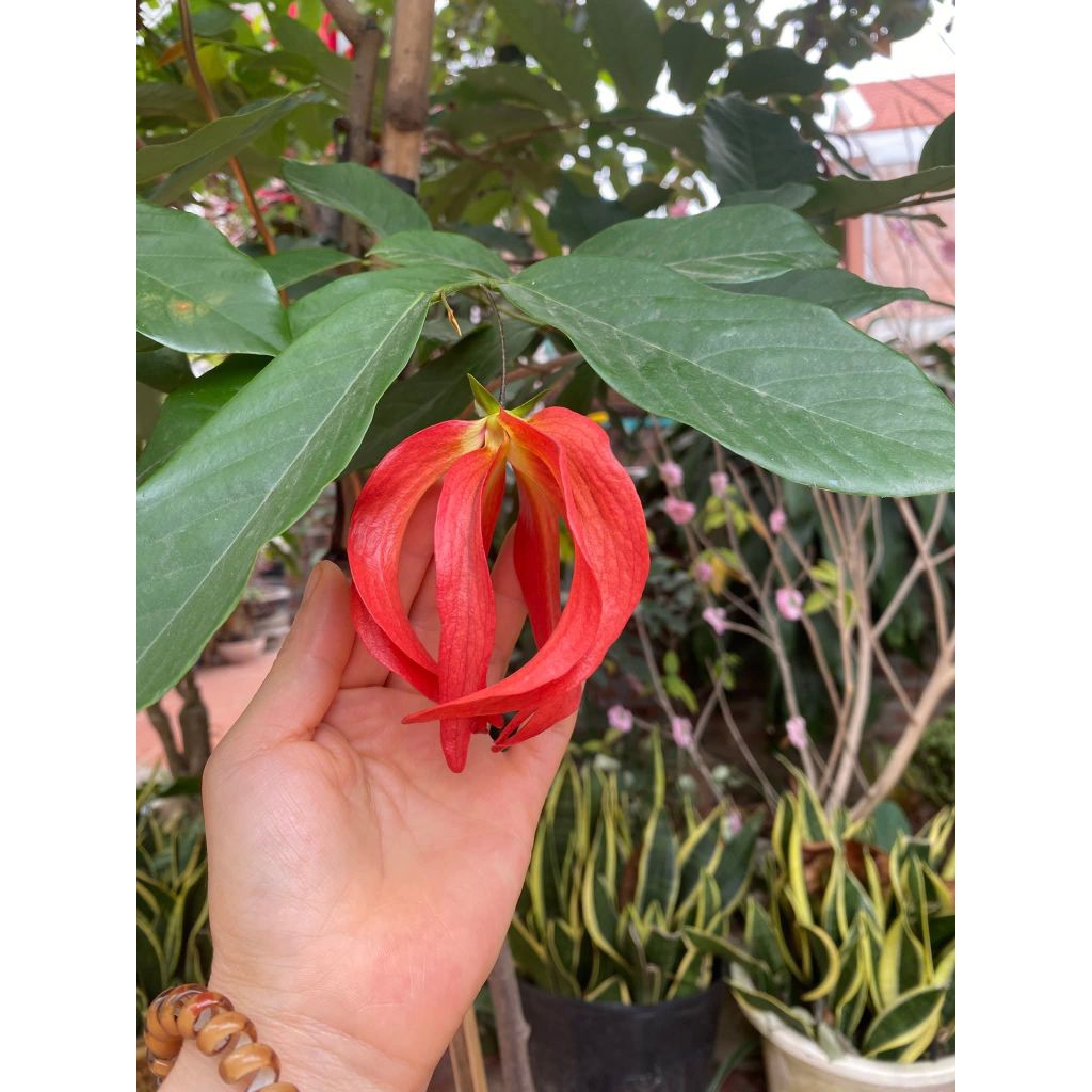 Bầu Giống Hoa Dẻ Đỏ Thơm Nức Chuẩn Giống Lâu Năm