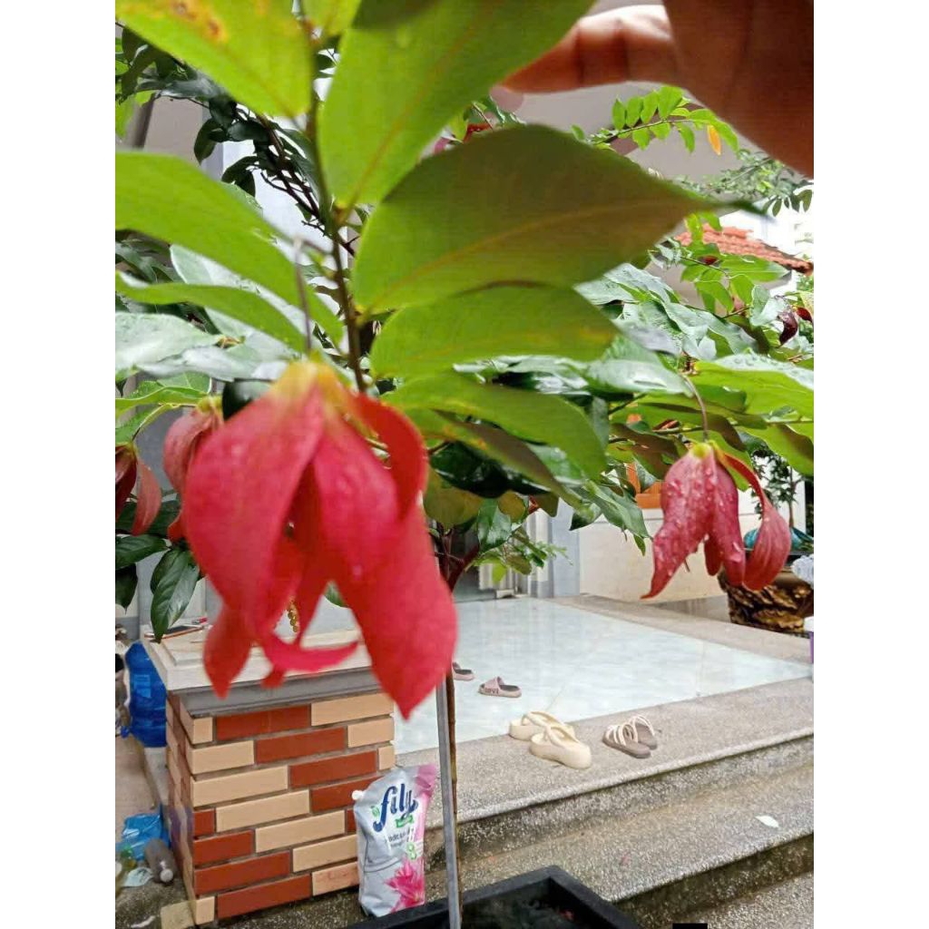Bầu Giống Hoa Dẻ Đỏ Thơm Nức Chuẩn Giống Lâu Năm