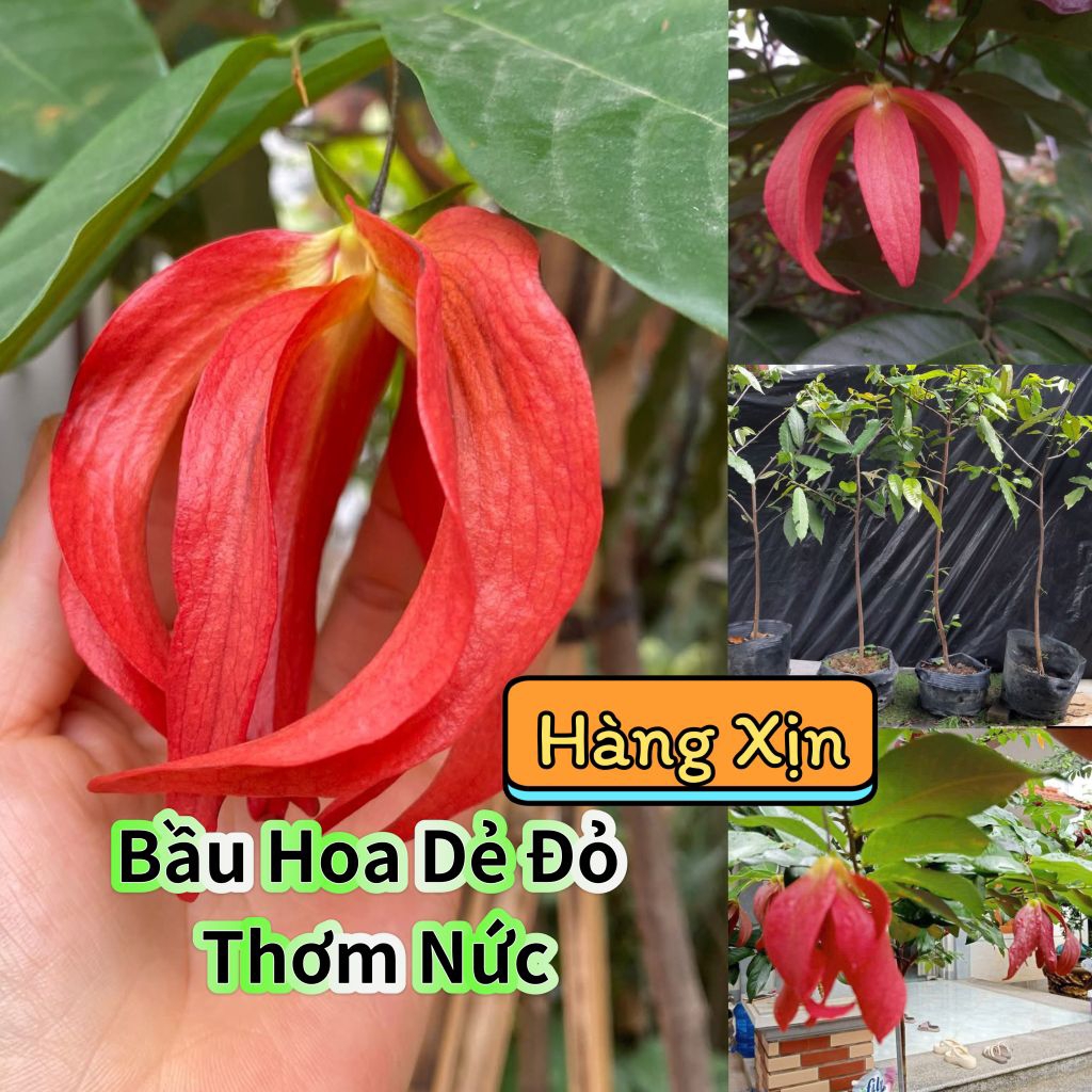 Bầu Giống Hoa Dẻ Đỏ Thơm Nức Chuẩn Giống Lâu Năm